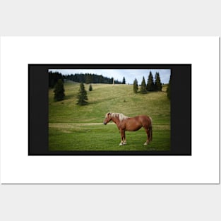 Brown horse on a pasture Posters and Art